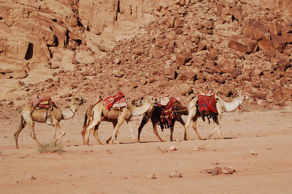 Campo de lujo Wadi Camp